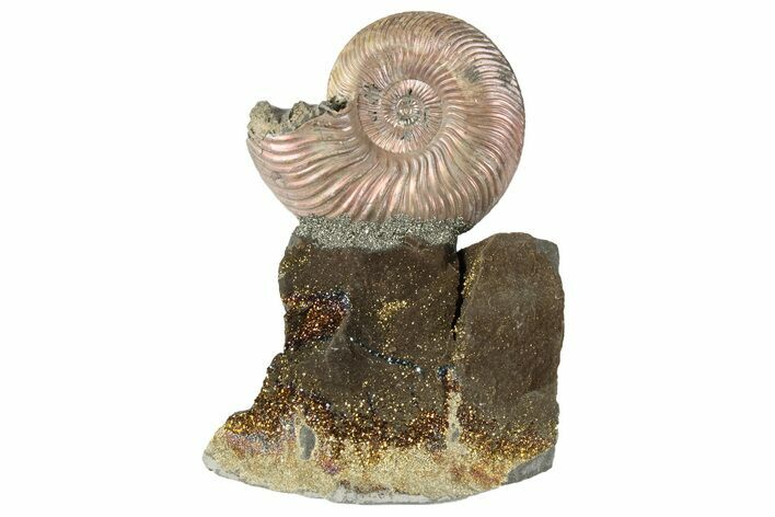 Iridescent, Pyritized Ammonite (Quenstedticeras) Fossil Display #193221
